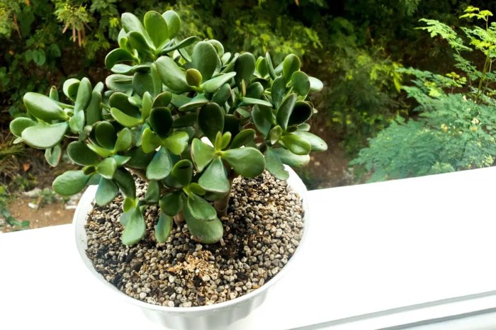 Jade plant potting mixture