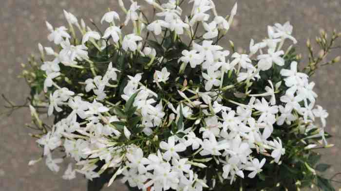 Oak star jasmine potted plant