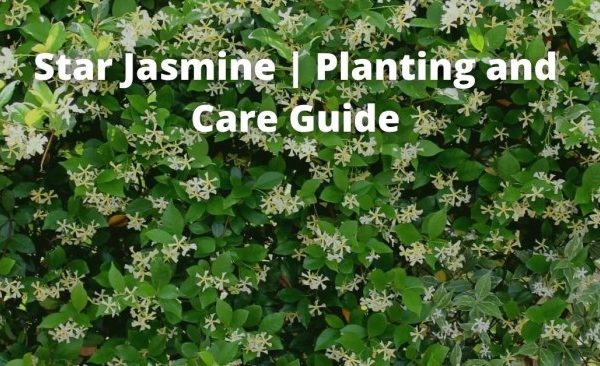 Oak star jasmine potted plant