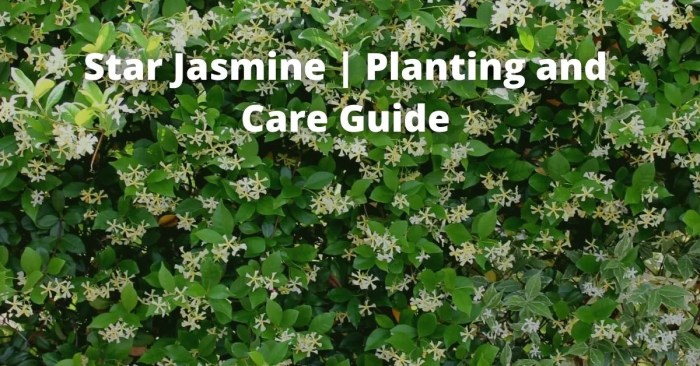 Oak star jasmine potted plant