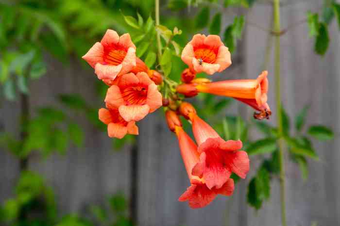 Vine plant with flowers