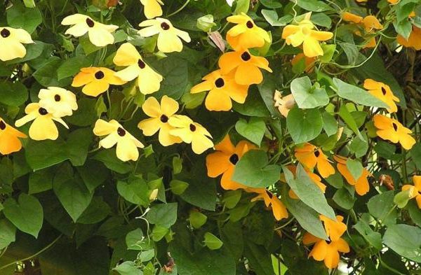 Vine plant with flowers