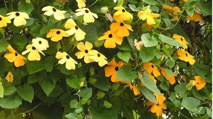 Vine plant with flowers