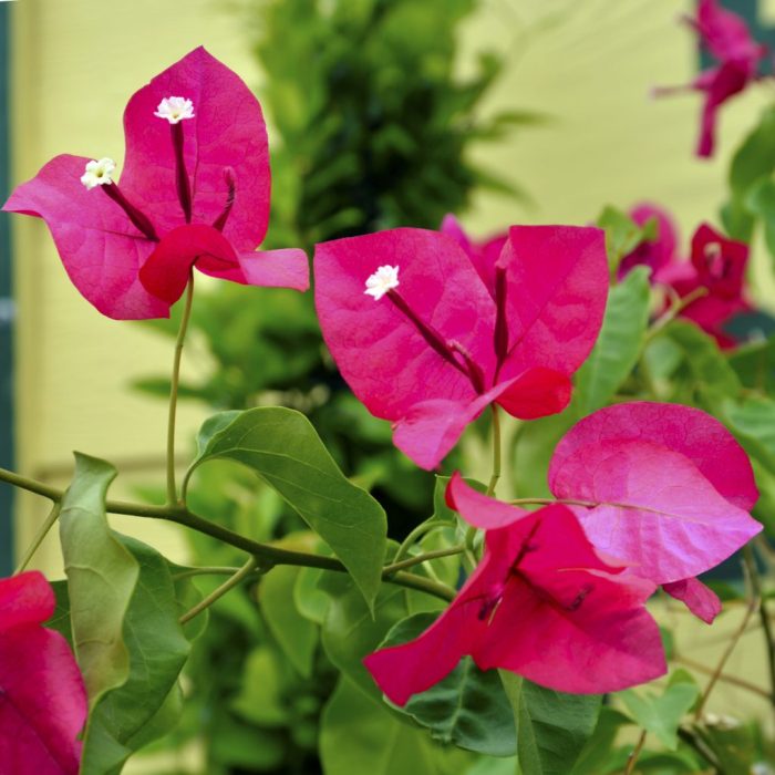 Bougainvillea plant not flowering