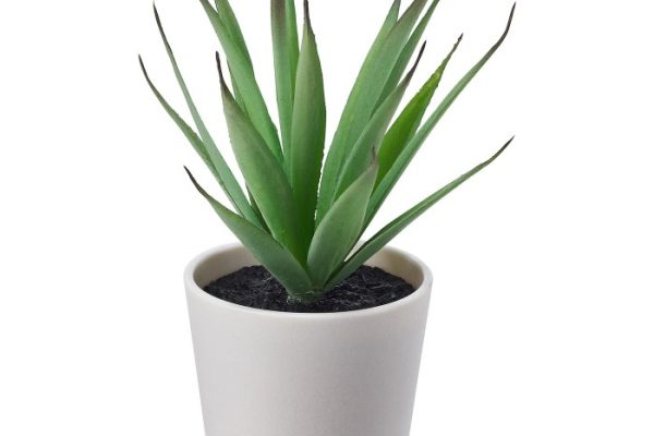 10 in plant pot