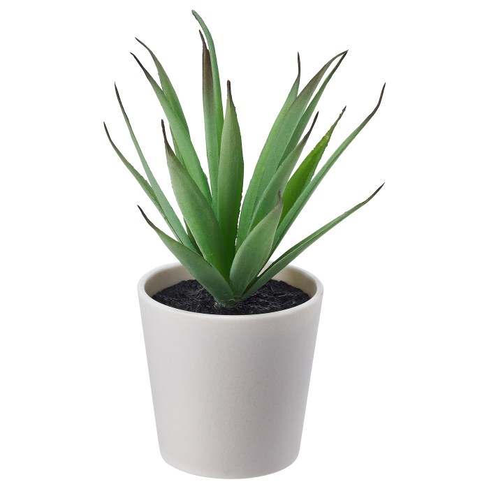 10 in plant pot