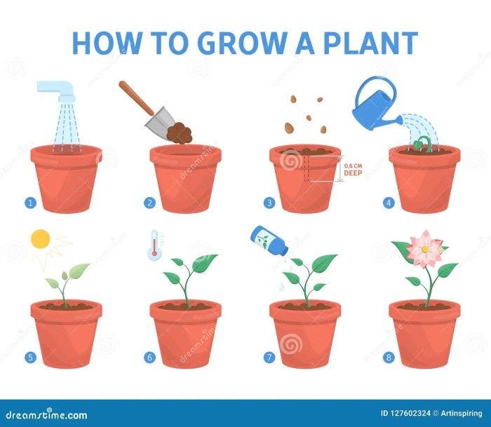 How to plant in a pot