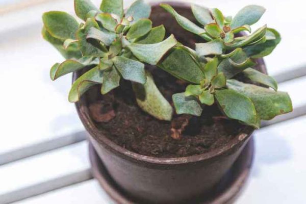 Jade plant potting mixture