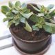 Jade plant potting mixture