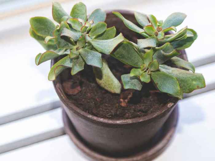 Jade plant potting mixture