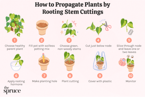 How to clone a pot plant