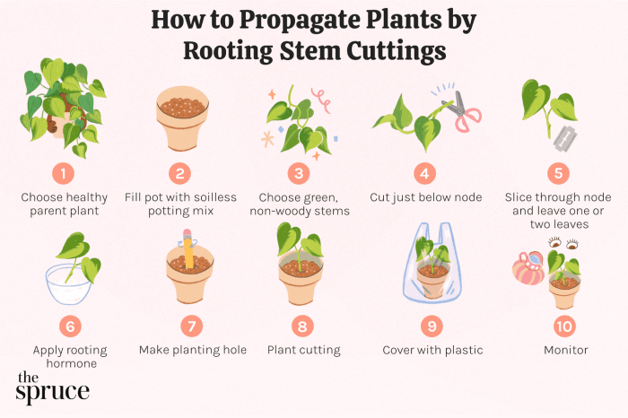 How to clone a pot plant