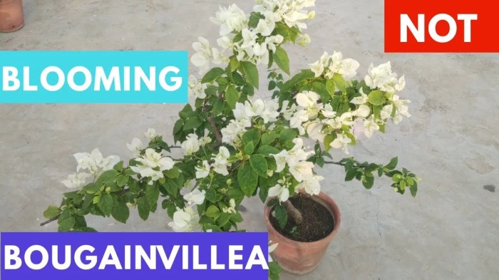 Bougainvillea plant not flowering