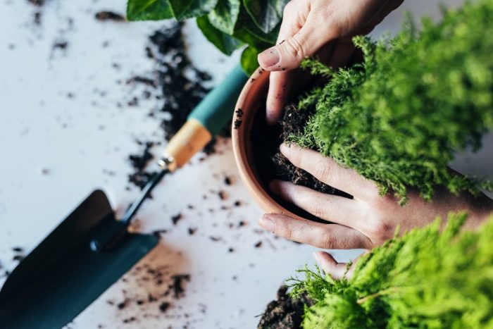 How to plant in a pot