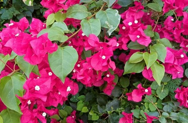 Bougainvillea bloom won blooms houston why eating chronicle gardening