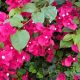 Bougainvillea bloom won blooms houston why eating chronicle gardening