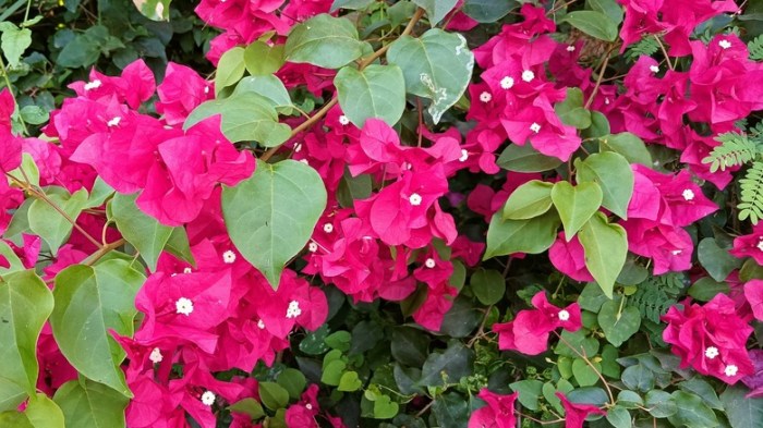 Bougainvillea bloom won blooms houston why eating chronicle gardening